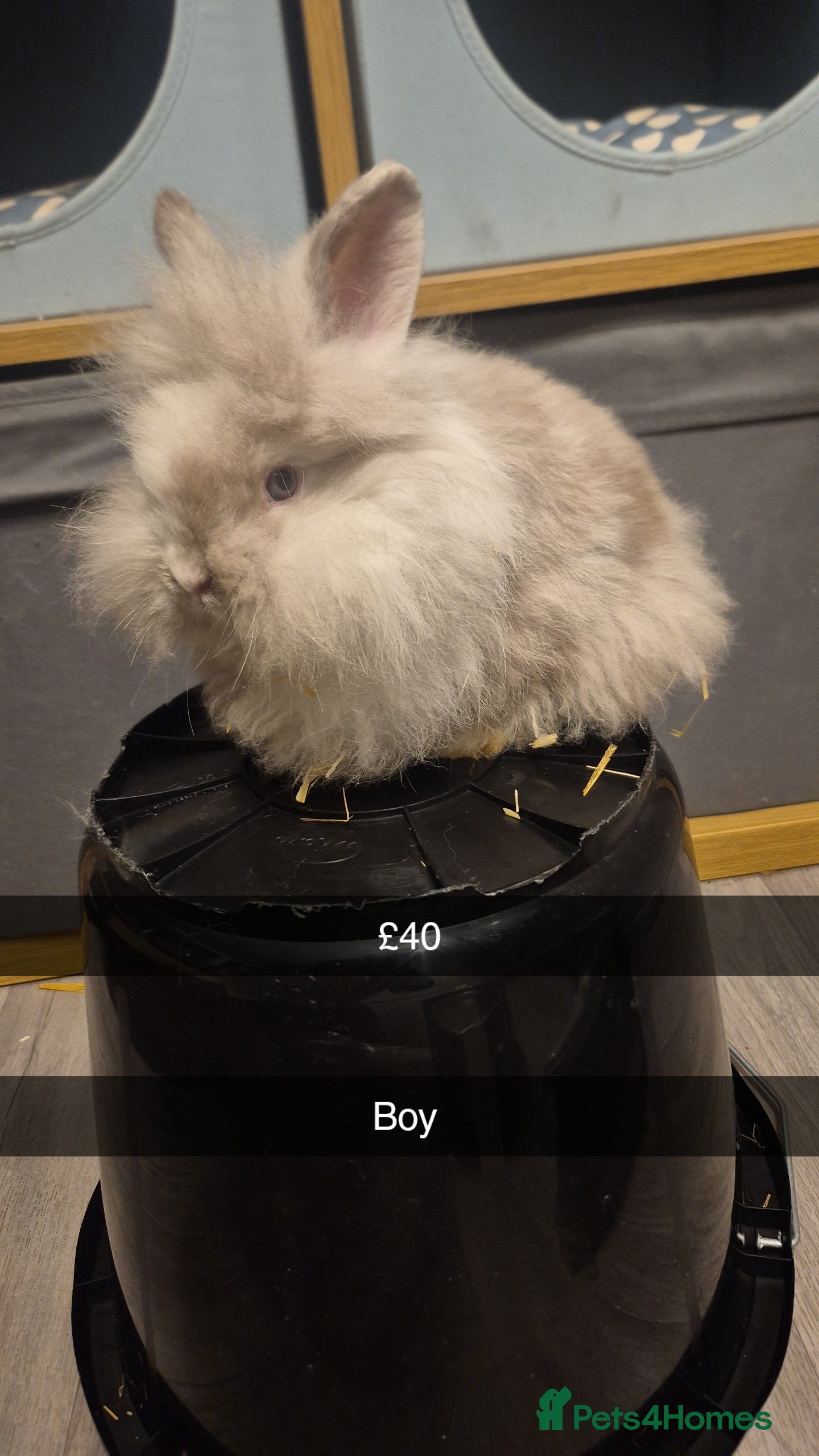 Lionhead rabbits Lionhead Baby Rabbits 8 weeks (Friendly) - Advert 9