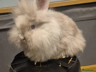 Lionhead rabbits Lionhead Baby Rabbits 8 weeks (Friendly) - Advert 9