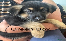 German Shepherd dogs for sale: German Shepherd Puppies in Edinburgh - Image 9