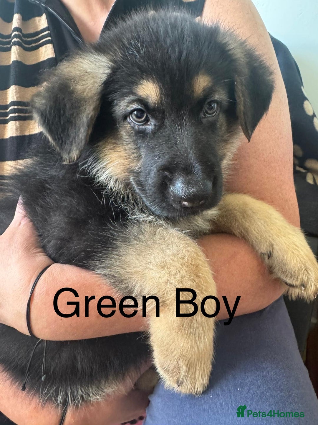 German Shepherd dogs for sale: German Shepherd Puppies in Edinburgh - Image 9