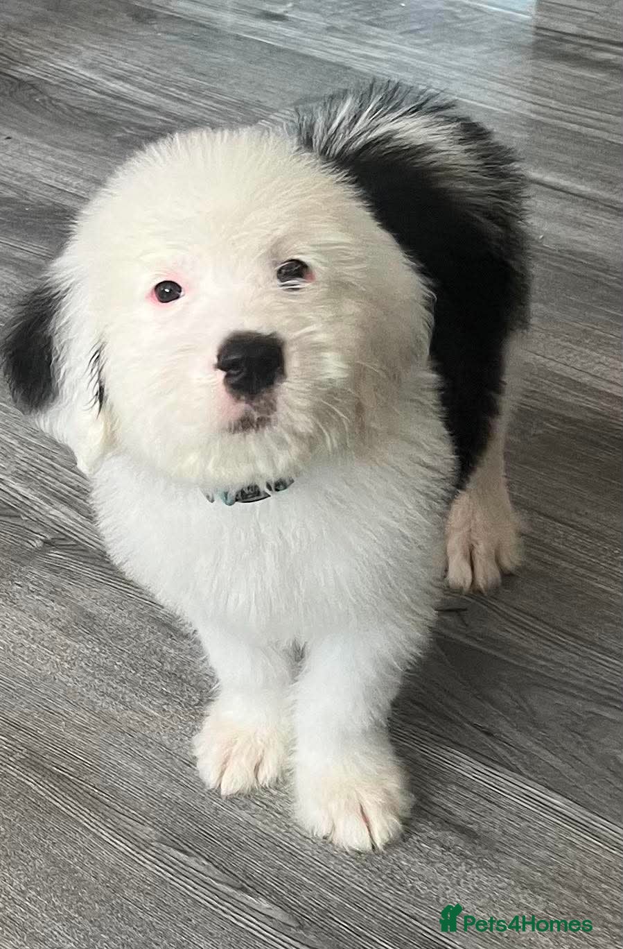 Old English Sheepdog dogs Old English x St Bernard SCOTLAND - Advert 2
