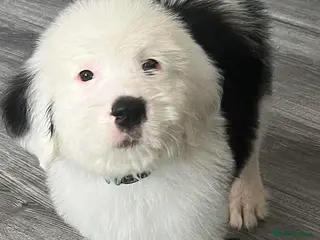 Old English Sheepdog dogs Old English x St Bernard SCOTLAND - Advert 2