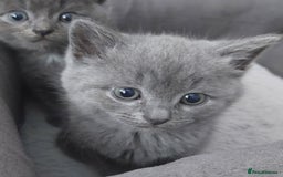 British Shorthair cats for sale: Starsky & Hutch ready for their forever home - Image 2
