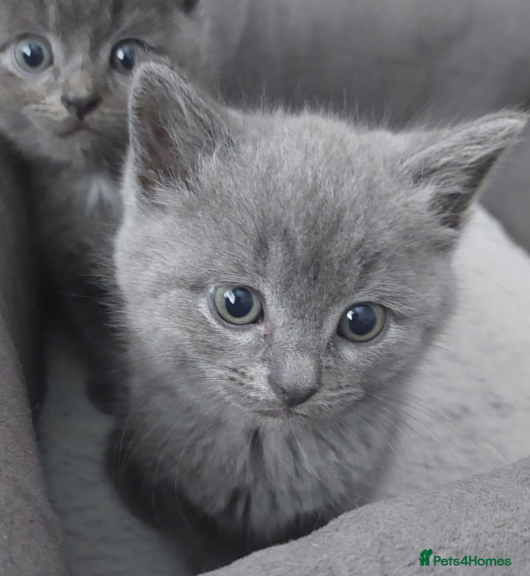 British Shorthair cats for sale: Starsky & Hutch ready for their forever home - Image 2
