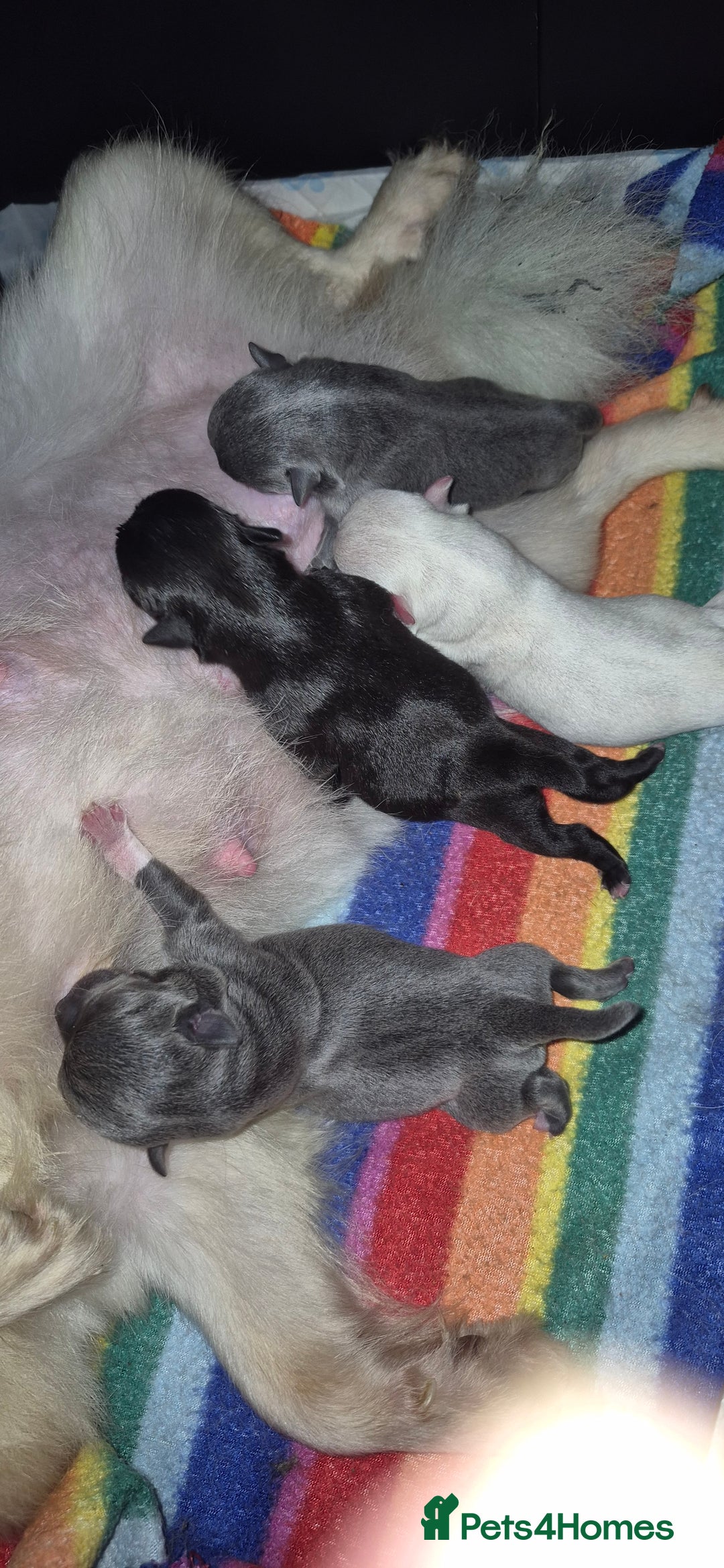 Chihuahua dogs for sale:  🐶 Stunning Chihuahua Puppies 🐶  - Advert 4