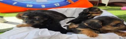 Mixed Breed dogs for sale: Borderpoo vet checked, 1st cross puppies - Advert 10