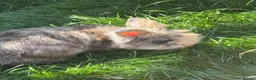 Mixed Breed rabbits for sale: Rabbits  - Advert 3