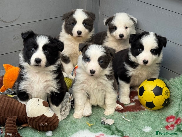 Border Collie dogs Stunning, Small, Traditional KC REG, HEALTH TESTED - Advert 13