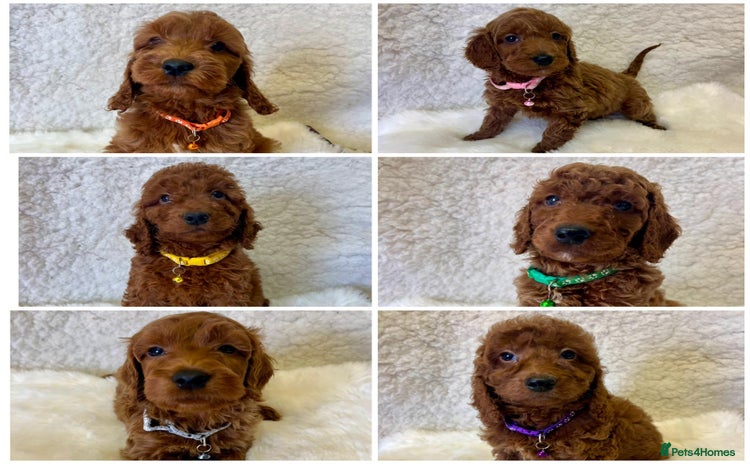 Goldendoodle dogs - Advert 3