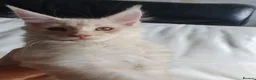 Maine Coon cats for sale: TICA Reg 2 Pure Bread Maine coon kittens - Advert 14