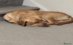 Labrador Retriever dogs for sale: Diego  - Image 2