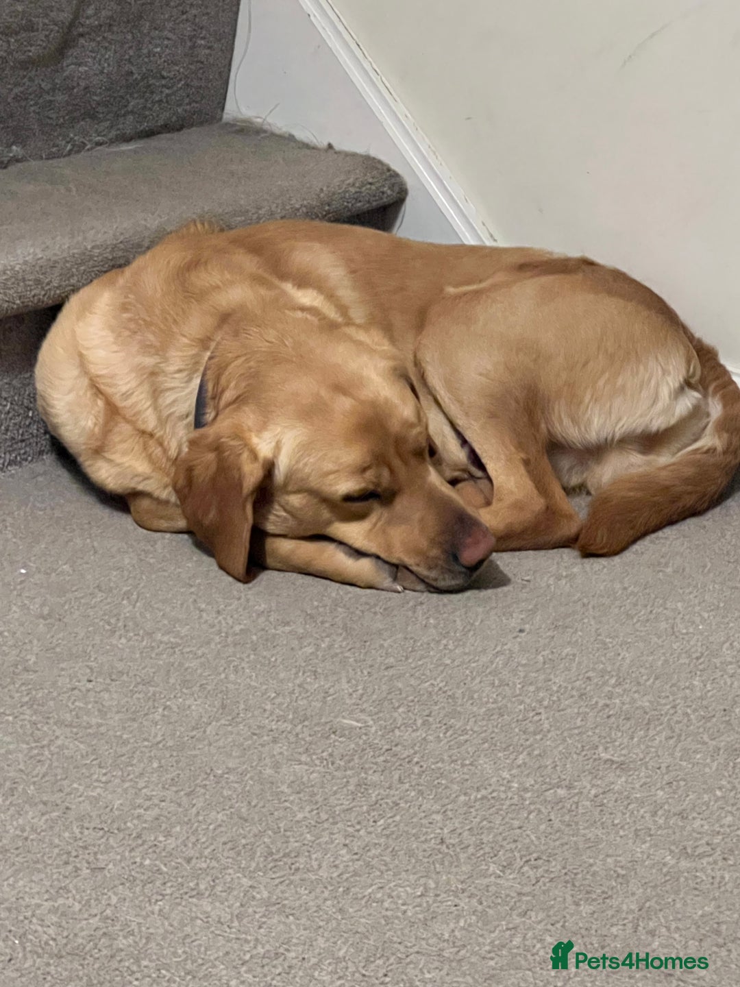 Labrador Retriever dogs for sale: Diego  - Image 2