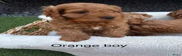 Cockapoo dogs for sale: Gorgeous red cockapoo - Advert 10