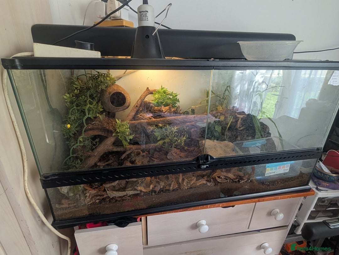 Frog reptiles for sale: Downsizing tree frogs  - Image 4