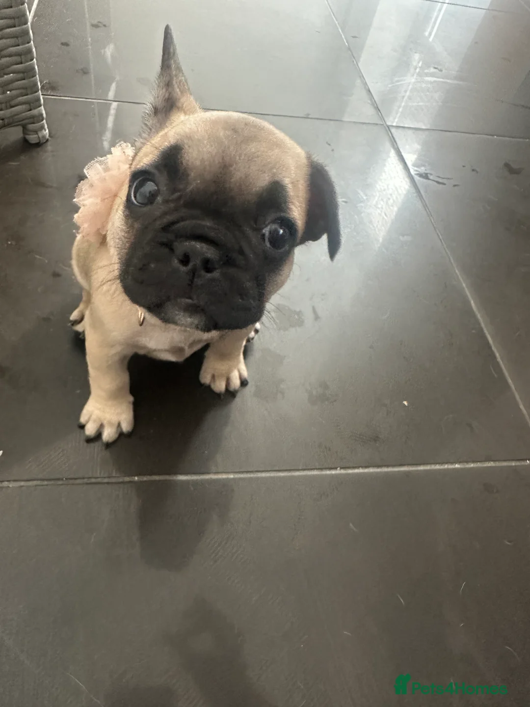 French Bulldog dogs for sale: French bulldog  - Advert 2