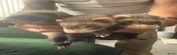 Ferret rodents for sale: 6 FERRETS FOR SALE (MIXED) - Advert 3