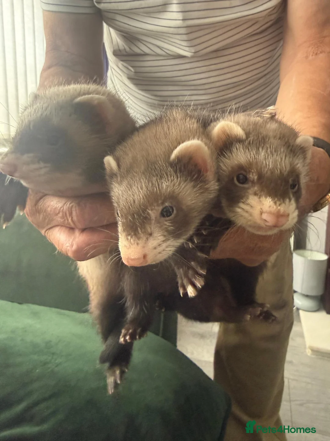 Ferret rodents for sale: 6 FERRETS FOR SALE (MIXED) - Advert 3