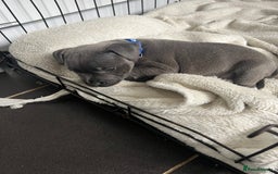 Staffordshire Bull Terrier dogs for sale: LAST ONE🥇VALGLO BLOODLINE SHORT STOCKY STAFFS 🏆 - Image 7