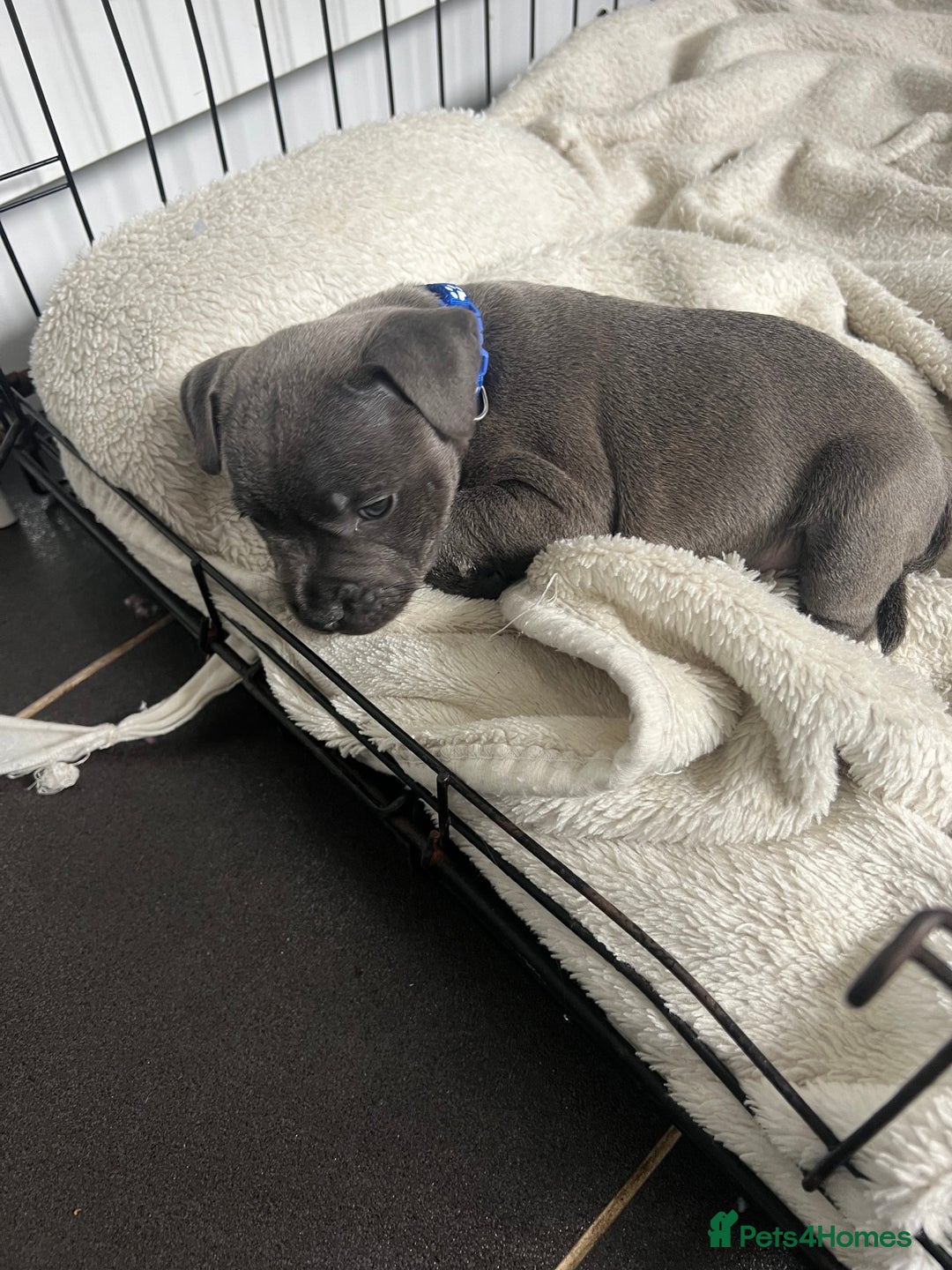 Staffordshire Bull Terrier dogs for sale: LAST ONE🥇VALGLO BLOODLINE SHORT STOCKY STAFFS 🏆 - Image 7