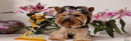 Yorkshire Terrier dogs for stud:  Pedigree Yorkshire terrier for stud  in Hull - Advert 11