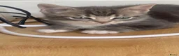 Mixed Breed cats for sale: 4 Adorable Kittens Ready for Forever Homes - Advert 27