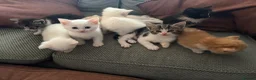 Turkish Angora cats for sale: Turkish Angora Cross - Advert 8