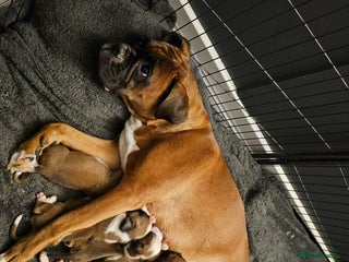 Boxer dogs Boxer babies - Advert 4