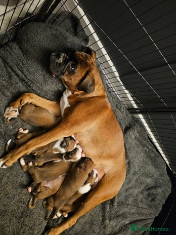 Boxer dogs Boxer babies - Advert 4