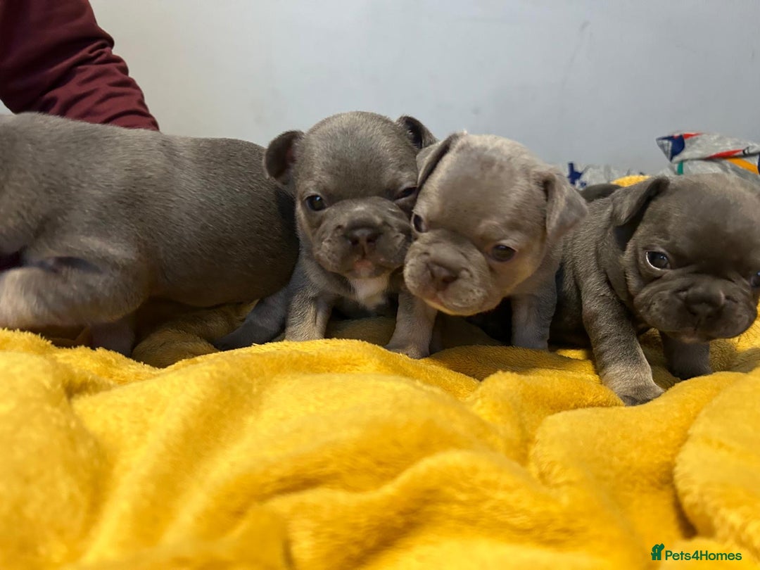 French Bulldog dogs for sale: 🐾 Adorable French Bulldog Puppies for Sale 🐾 - Image 17