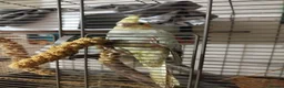 Cockatiels birds for sale: 2x Cockatiels ( bonded pair) aprox 1.5 yo in Hull - Advert 4