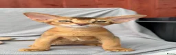Abyssinian cats for sale: Gorgeous Abyssinian ruddy girls🤎❤️ - Advert 8