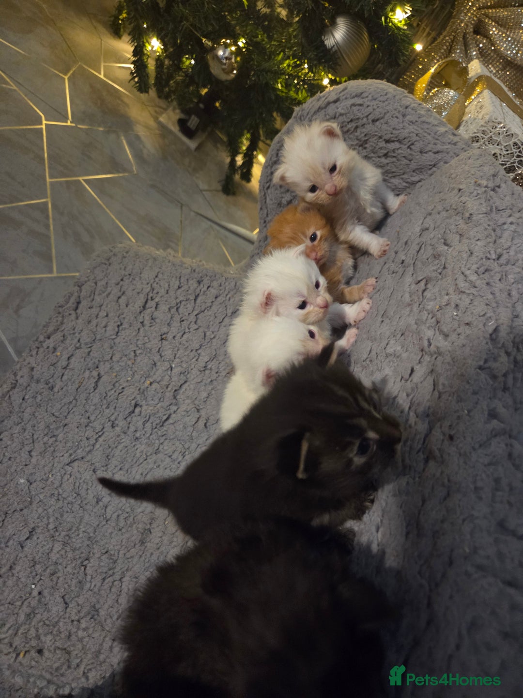 Maine Coon cats for sale: TICA registered MaineCoons 😸  - Advert 11