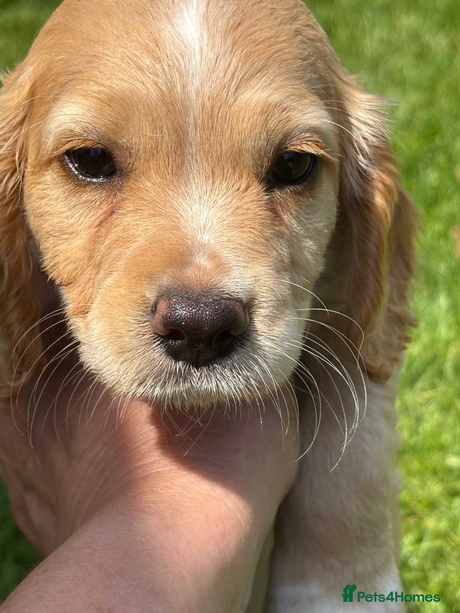 Cocker Spaniel dogs WC Spaniels  - Advert 1