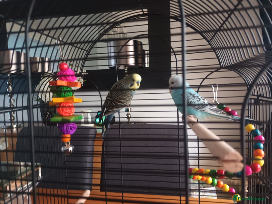 Budgerigars birds for sale: Pair of Male Budgies - Advert 4