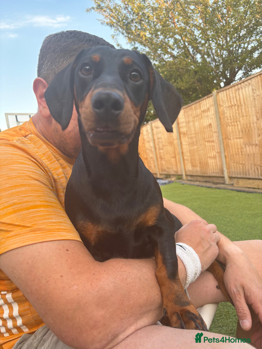 Mixed Breed dogs for sale: Miniature dachshund x cocker spaniel  - Image 12