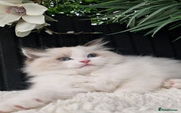 Ragdoll cats for sale: 🩷✨️Lovely Chunky EU kittens✨️🏆TICA Award cattery - Image 23
