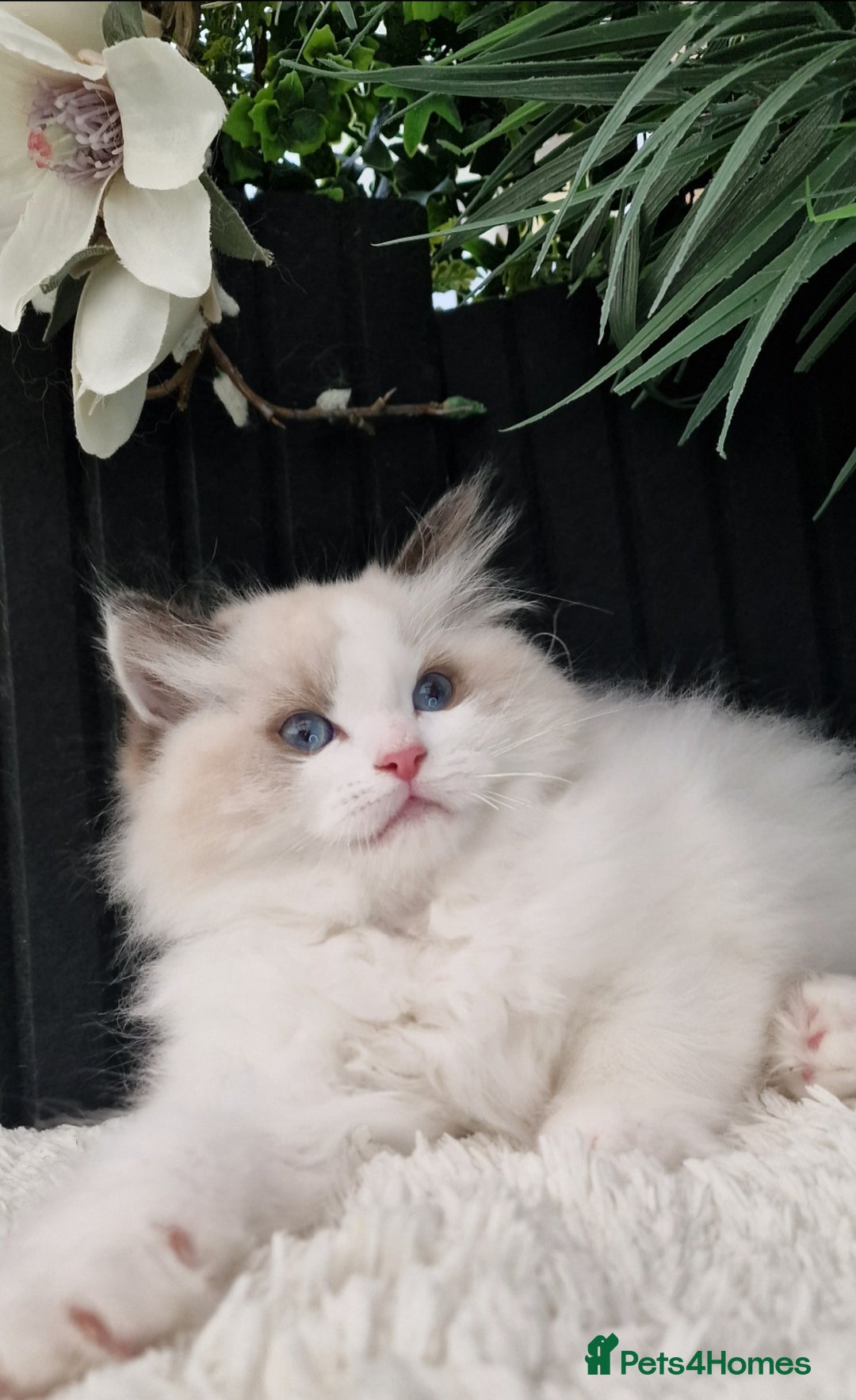 Ragdoll cats for sale: 🩷✨️Lovely Chunky EU kittens✨️🏆TICA Award cattery - Image 23