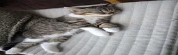 Exotic cats for sale: Beautiful exotic kittens - last beautiful boy  - Advert 4