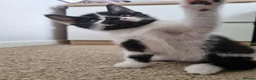 Mixed Breed cats for sale: Beautiful Kittens Looking for Their Forever Homes in Bedlington - Advert 5