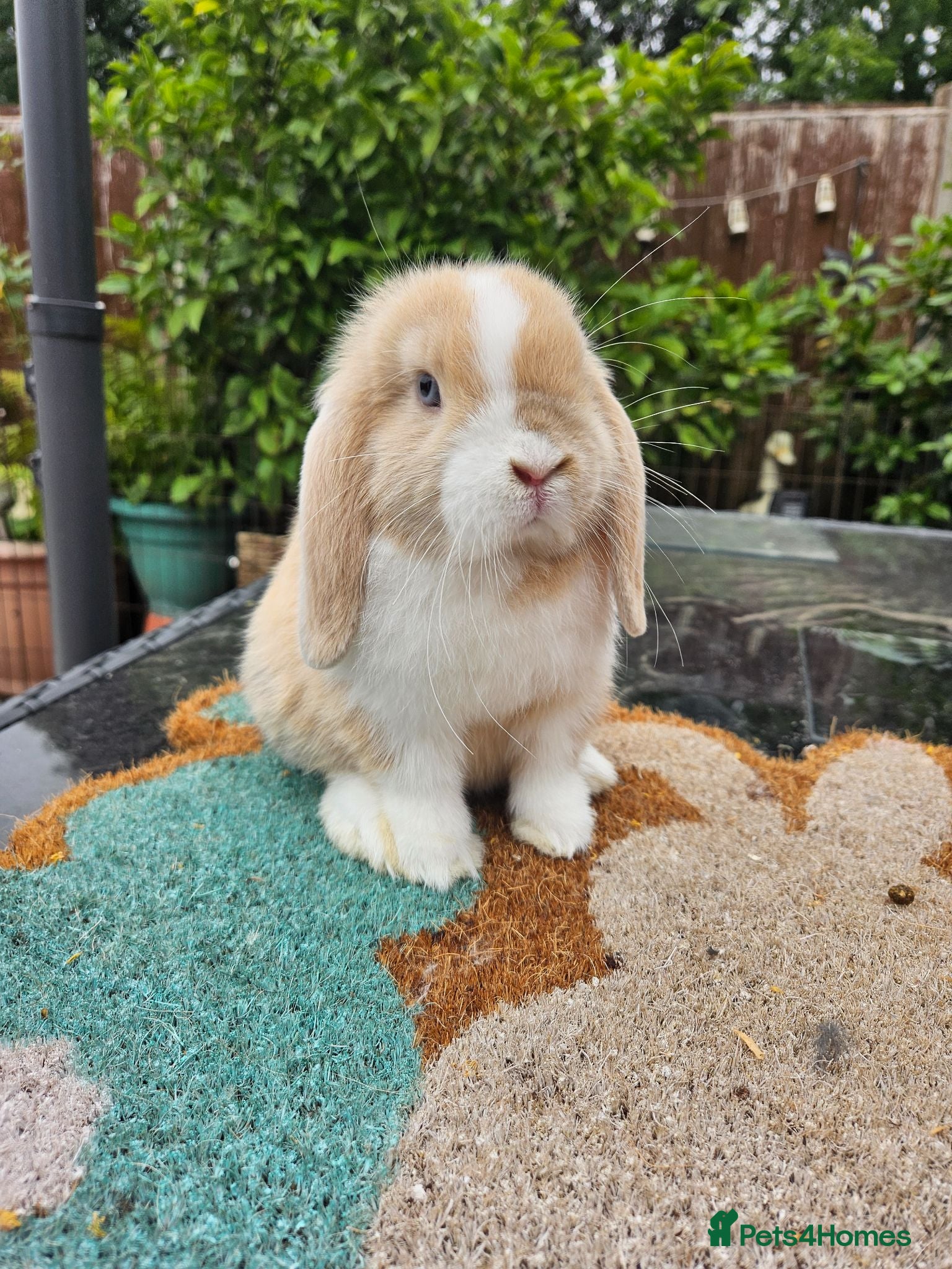Mini Lop rabbits Baby female mini lop rabbits  - Advert 18