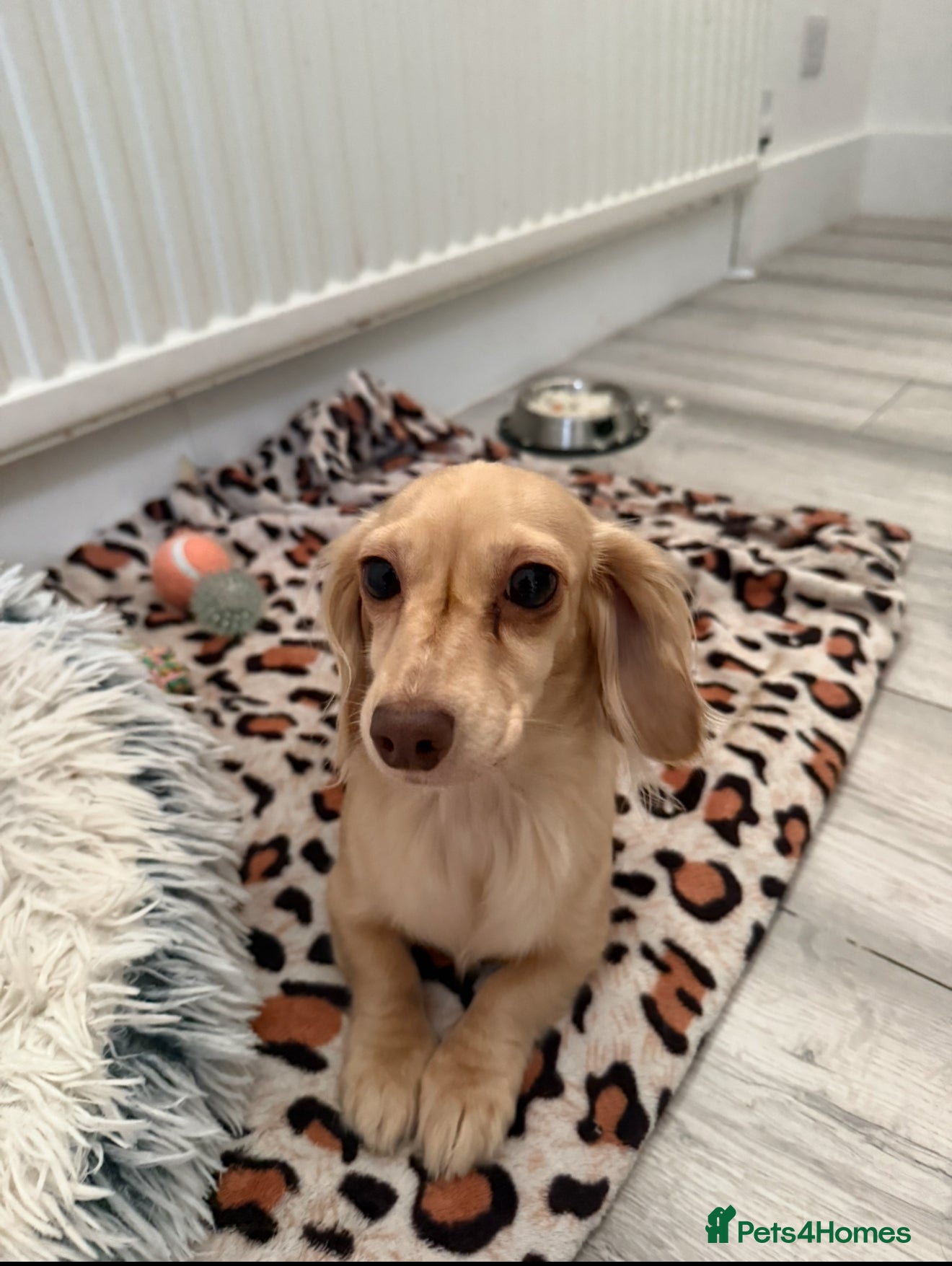 Miniature Dachshund dogs Long haired Cream Miniature dauchund  - Advert 1