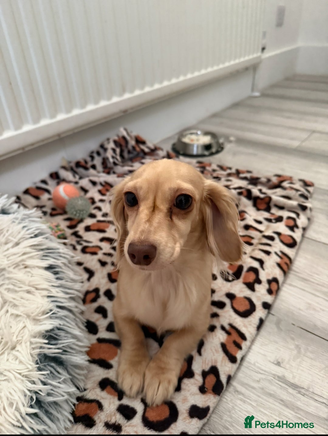Miniature Dachshund dogs for sale: Long haired Cream Miniature dauchund  - Advert 1