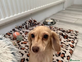 Miniature Dachshund dogs Long haired Cream Miniature dauchund - Advert 1