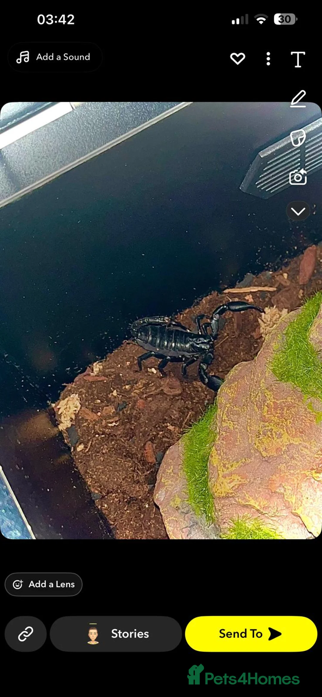 Scorpions invertebrates for sale: Asian forest scorpion - Advert 3