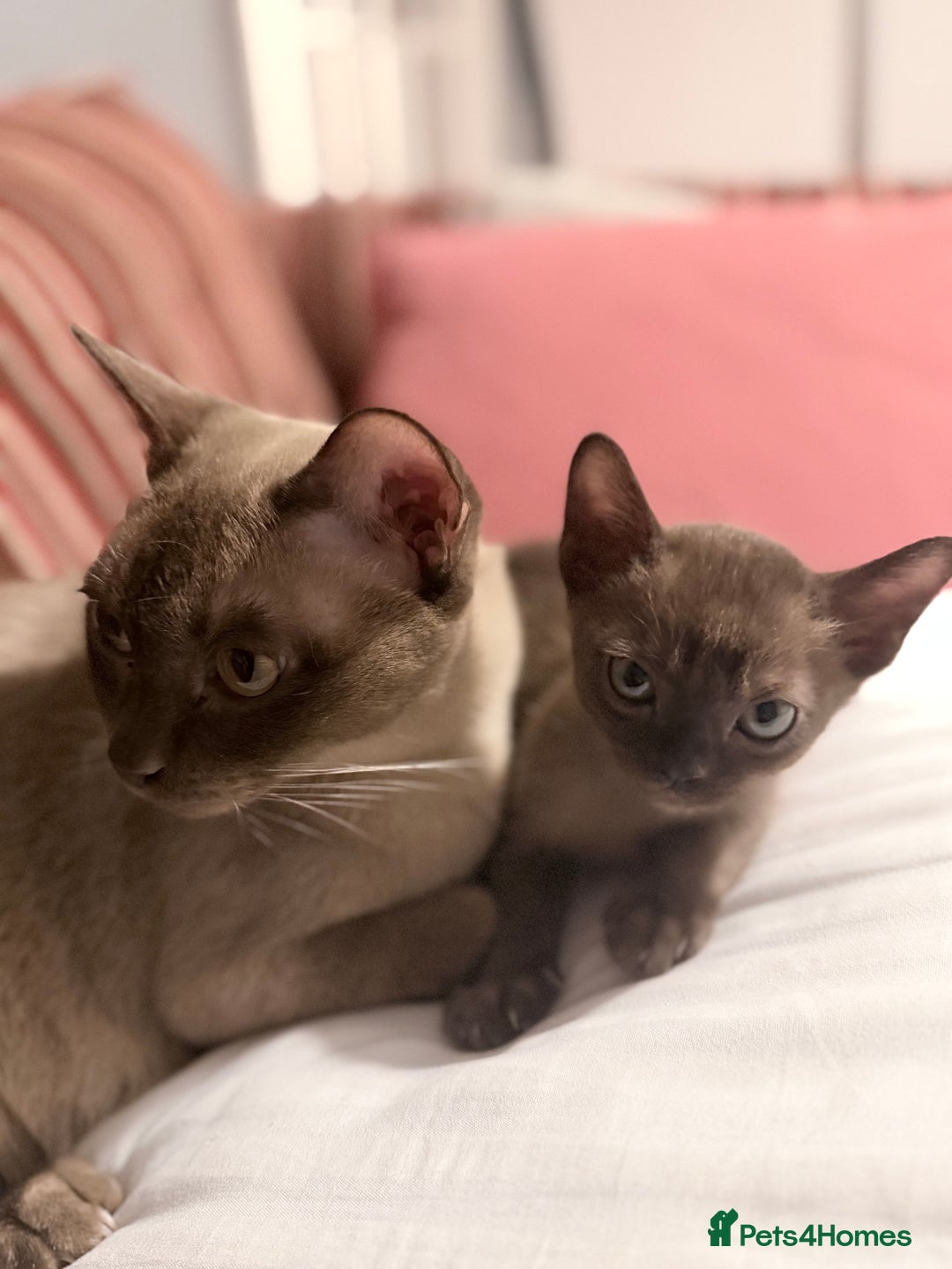 Burmese cats for sale: Brown Burmese Boy unexpectedly available mid Jan - Advert 2