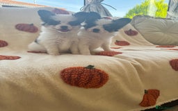 Papillon dogs for sale: 2 Beautiful Pedigree Female Papillons  - Image 4