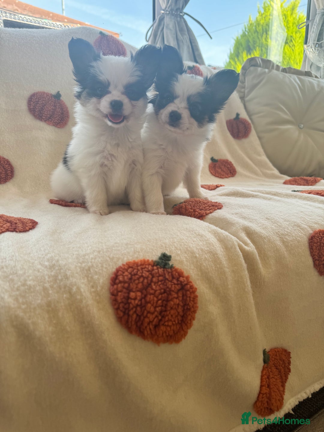 Papillon dogs for sale: 2 Beautiful Pedigree Female Papillons  - Image 4