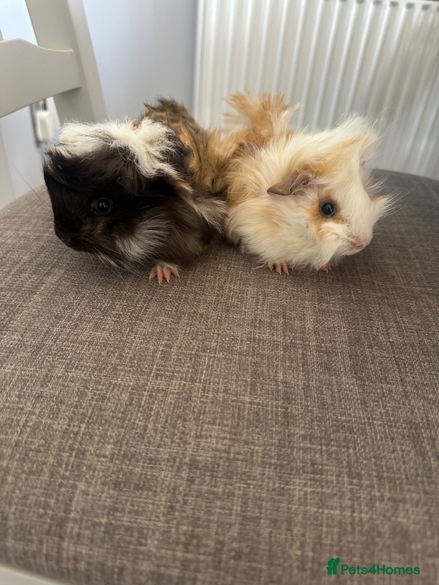 Guinea Pig rodents 2 Pretty baby long haired female guinea pigs. - Advert 24