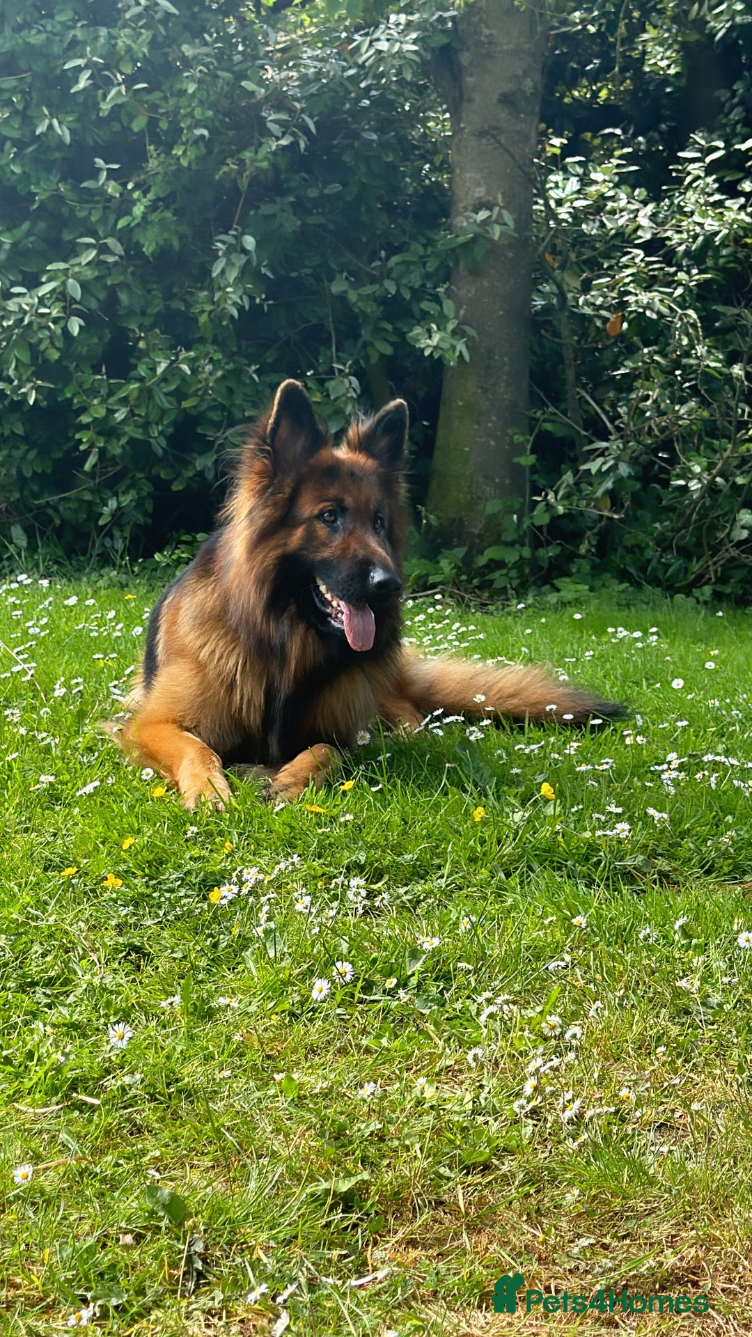 German Shepherd dogs for stud: Stud Available – Long-Haired German Shepherd - Advert 4