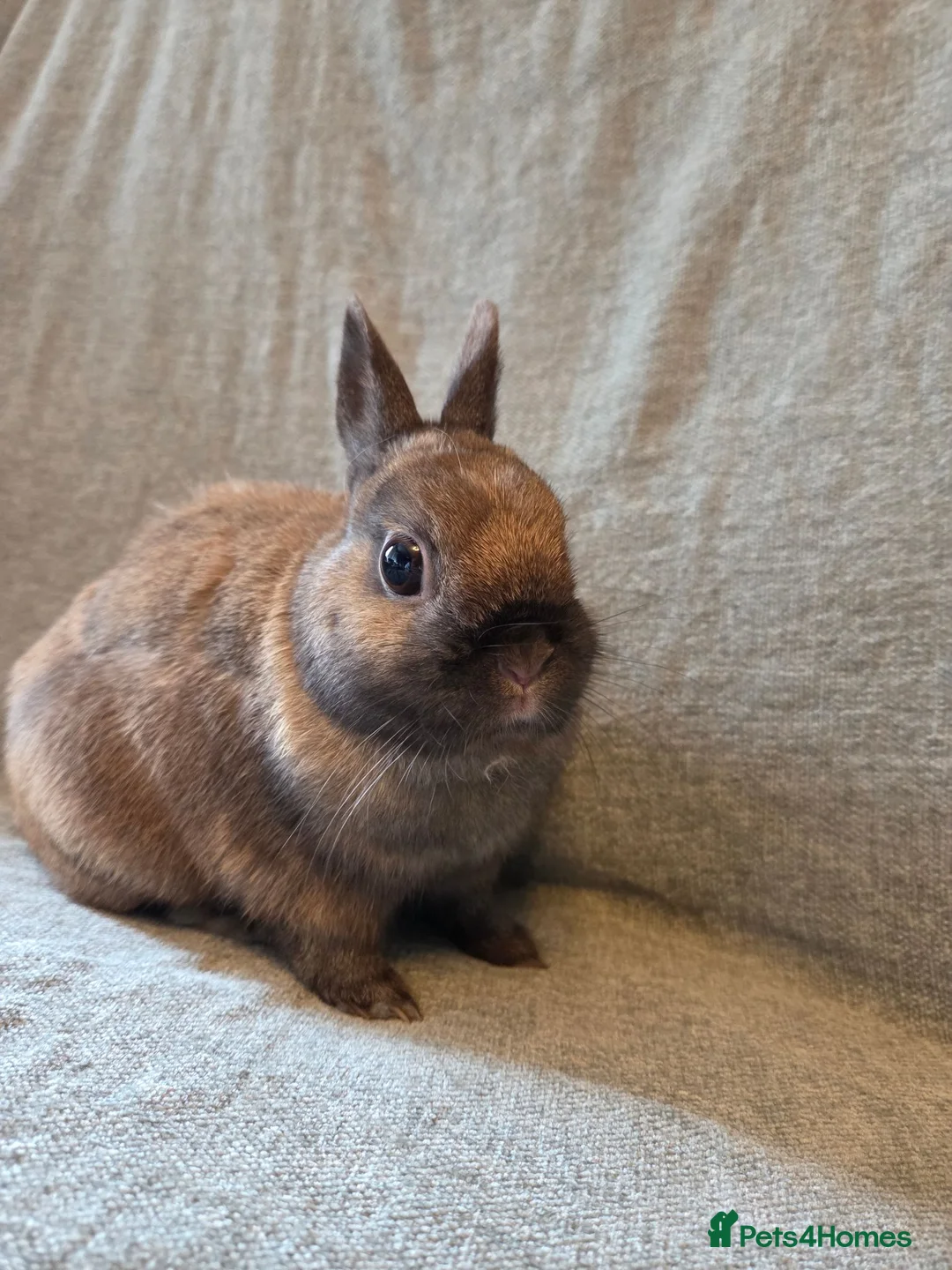 Netherland Dwarf rabbits for sale: 14 week old pure Netherland Dwarf 🩵 - Advert 11